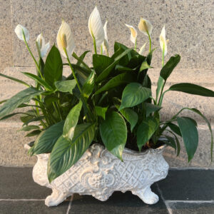 Cast iron vase, flowers pots-va11